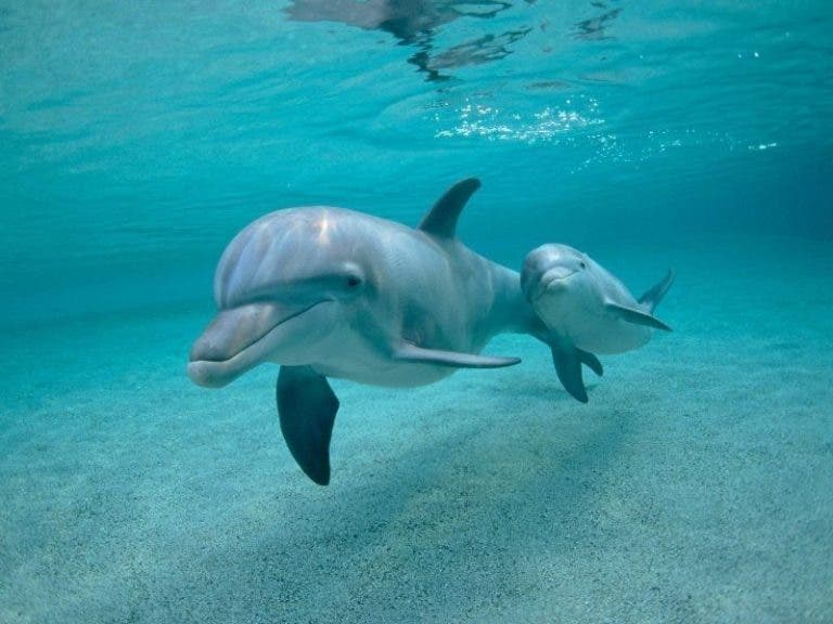Mamá delfín muere en petróleo intentando salvar a su cría
