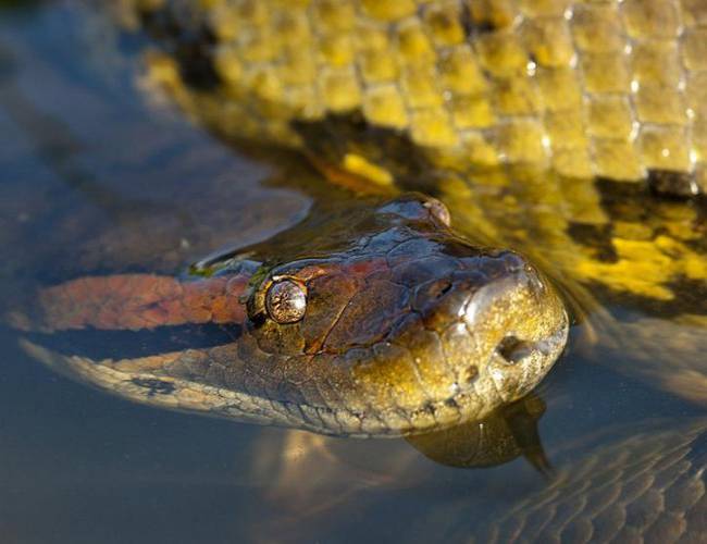 (VIDEO) Buzos captan a gigante anaconda nadando en río brasileño