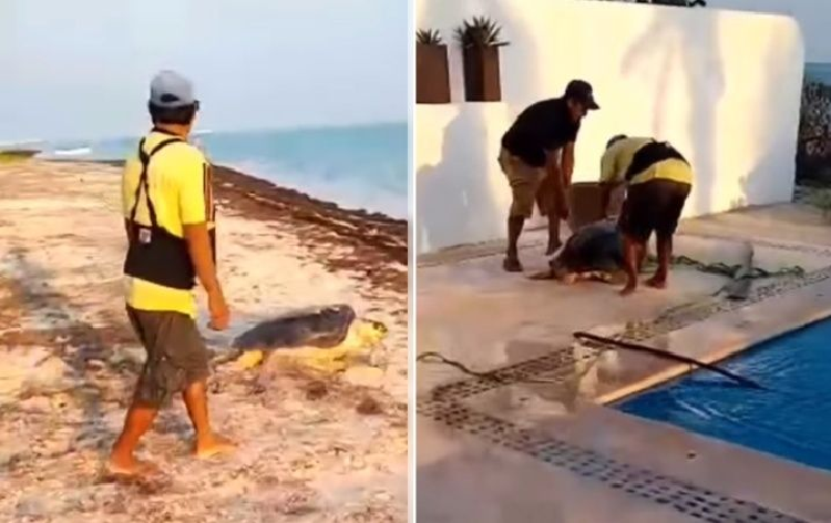 (VÍDEO) Progreso: Rescatan a enorme tortuga marina que se metió a un predio