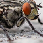 Mosca