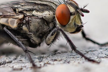 Mosca