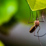 Mosquito
