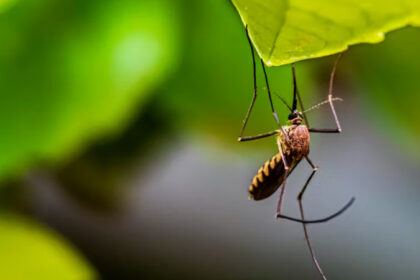 Mosquito