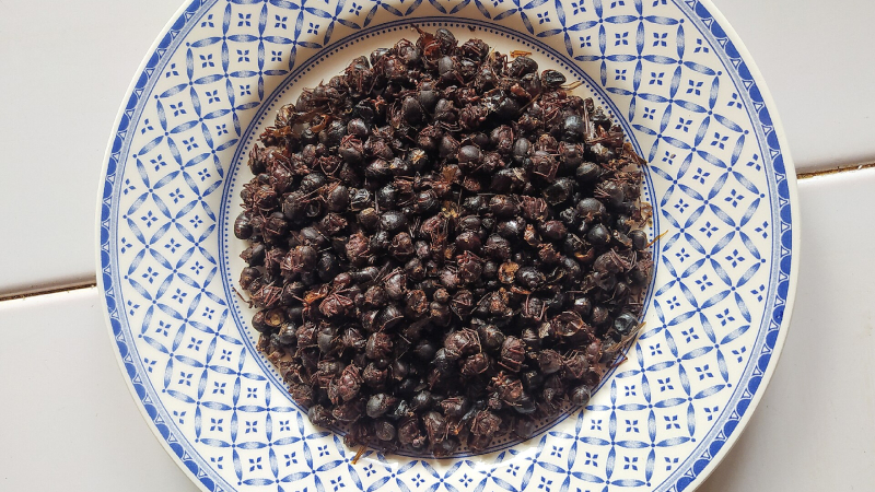 Chicatanas